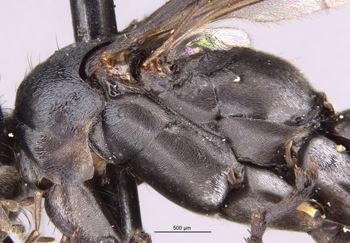 Media type: image;   Entomology 10398 Aspect: thorax lateral